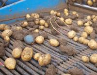 Patata electrónica TuberLog